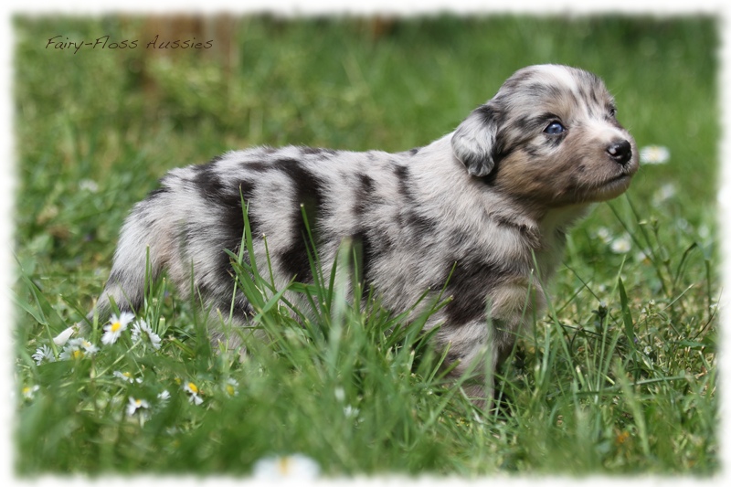 Mini Aussie Bilder - Ostern 2011