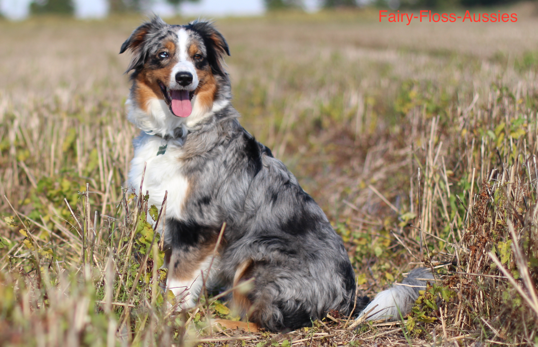 Blue Merle Mini Aussie