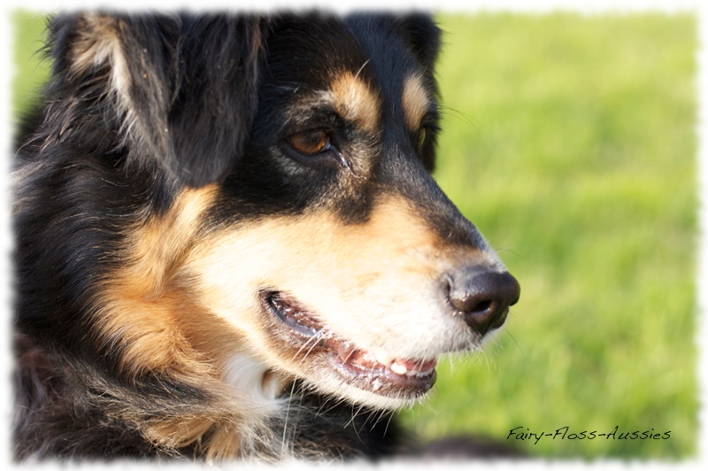 Mini Aussie Portrait