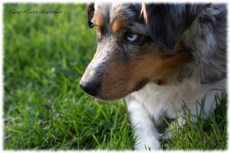 Mini Aussie    Portrait