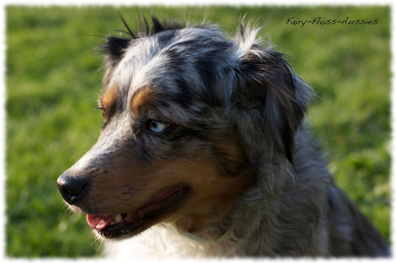 Mini Aussie   Portrait