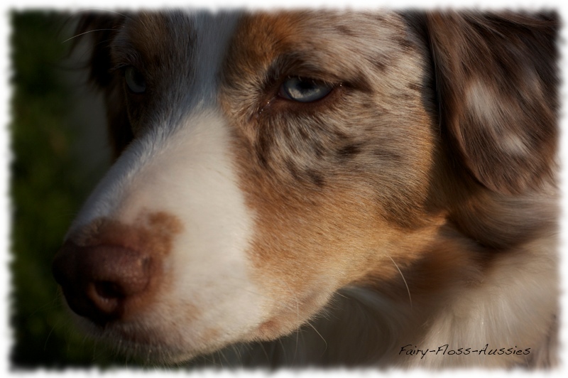 Mini Aussie  Portrait