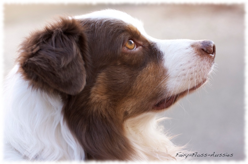 Mini Aussie Portrait