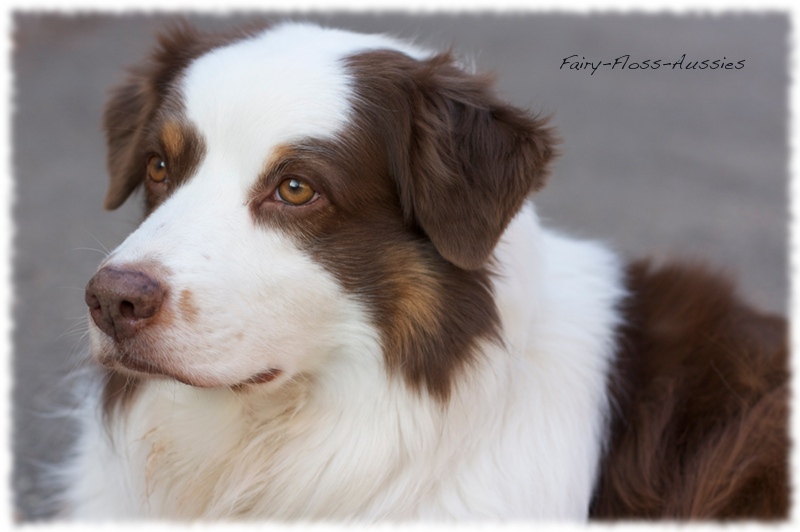 Mini Aussie Portrait