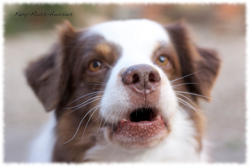 Mini Aussie Portrait