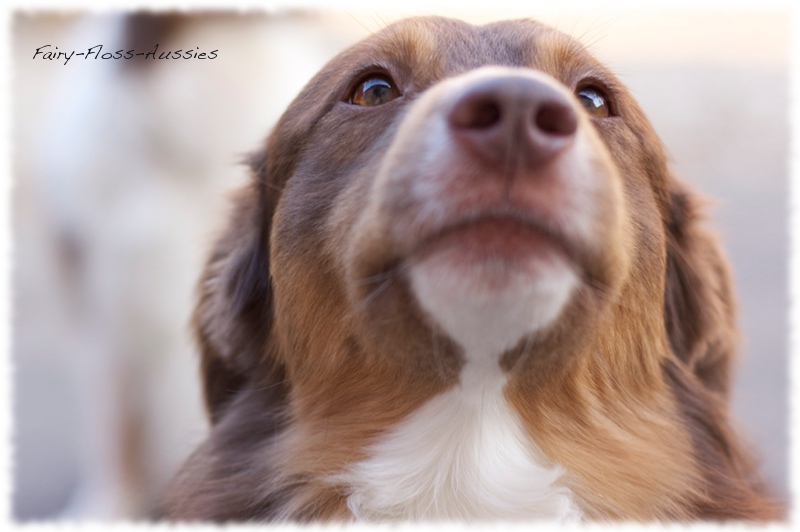 Mini Aussie Portrait