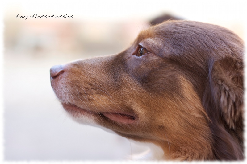 Mini Aussie Portrait