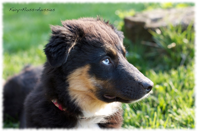 Mini Aussie  Portrait