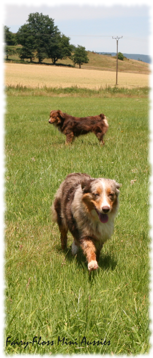 Carah & Retro Mini Aussie Wurfplanung