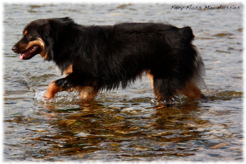 Mini Aussie Deckrüde