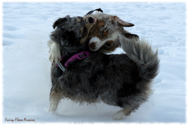 Mini Aussie in Aktion