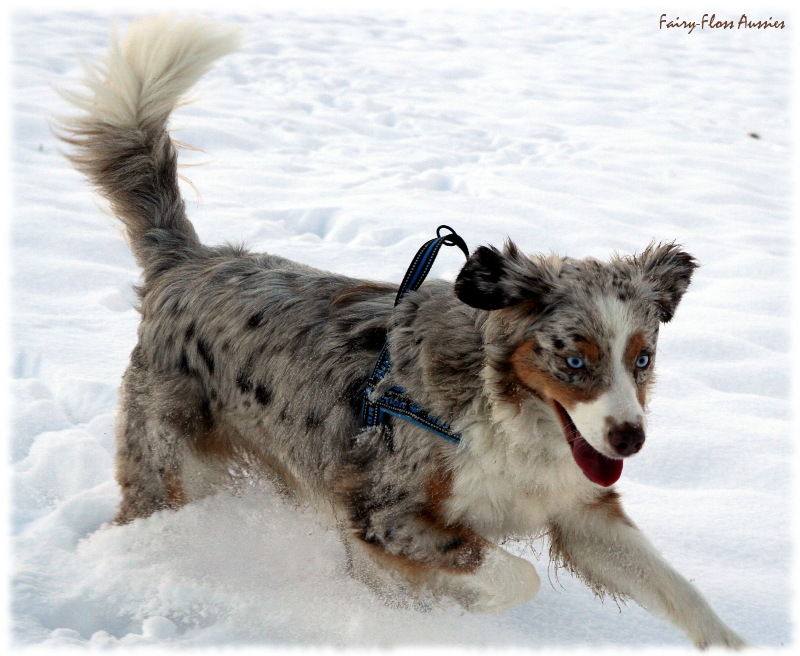 Mini Aussie in Aktion