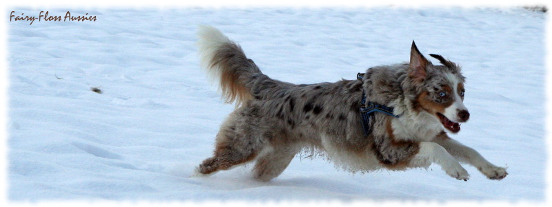 Mini Aussie in Aktion