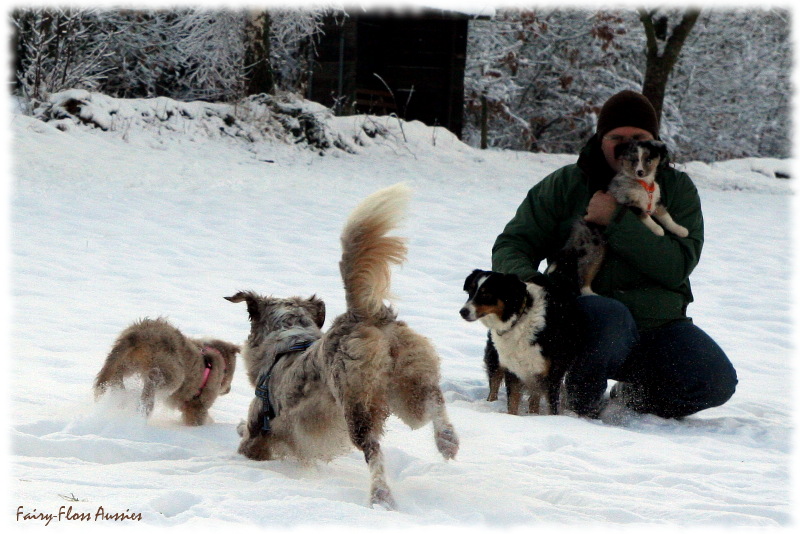 Mini Aussie in Aktion