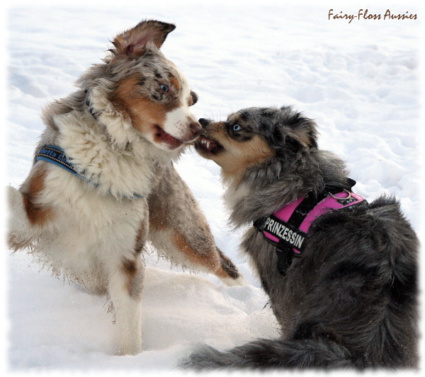 Mini Aussie in Aktion