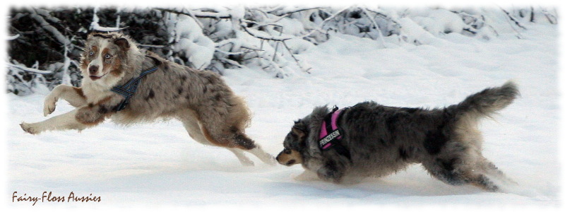 Mini Aussie in Aktion