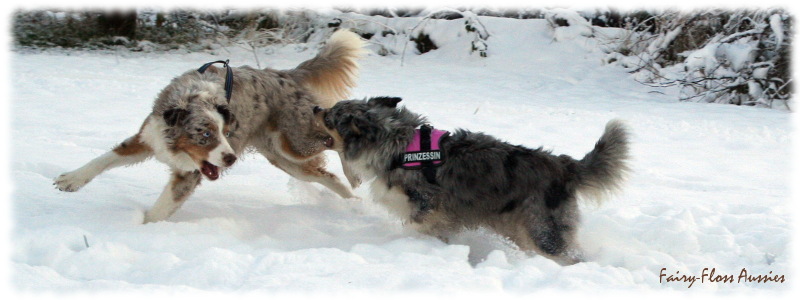 Mini Aussie in Aktion