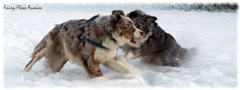 Mini Aussie in Aktion