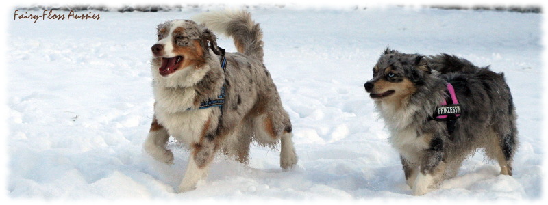 Mini Aussie in Aktion