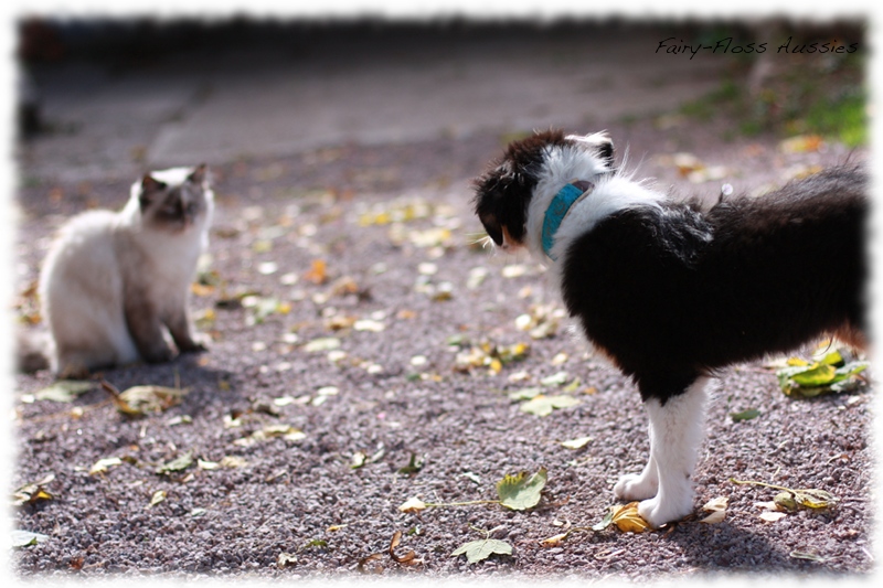 Mini Aussie Welpen auf dem Bauernhof