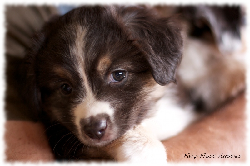 Mini Aussie Welpen auf dem Bauernhof