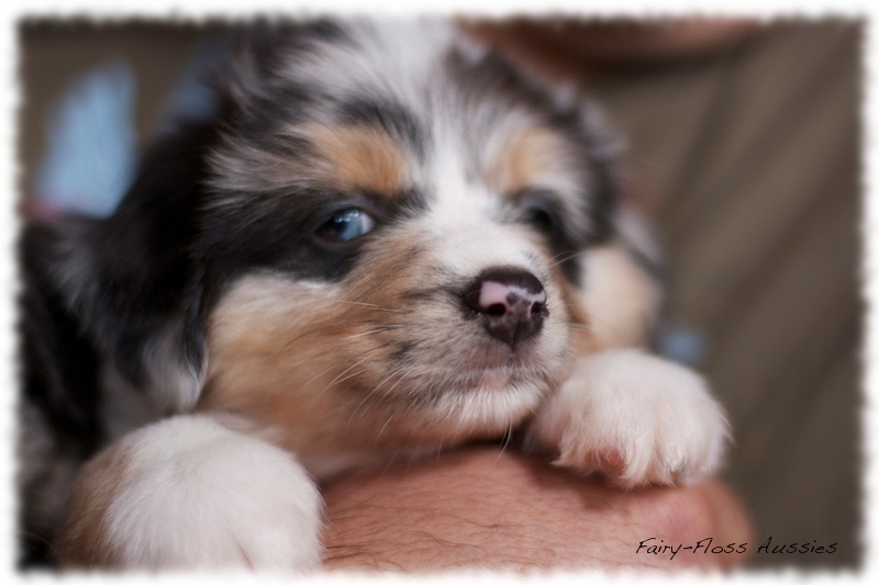 Mini Aussie Welpen auf dem Bauernhof