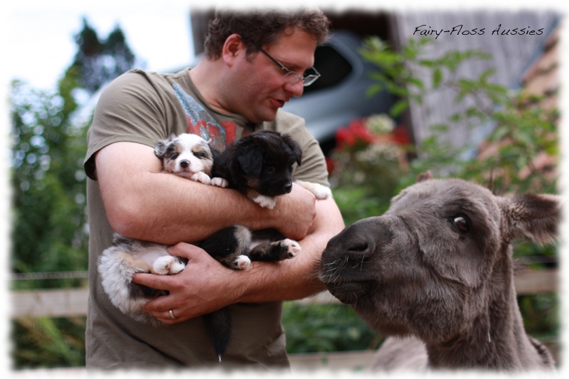 Mini Aussie Welpen auf dem Bauernhof