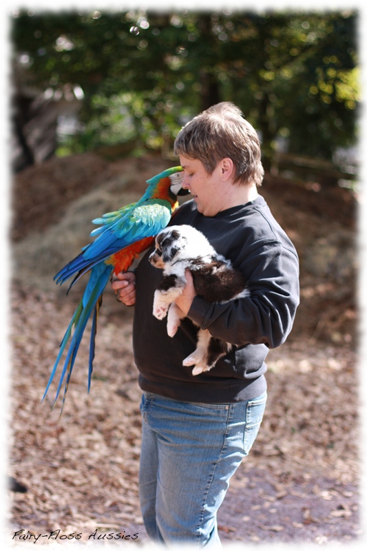 Mini Aussie Welpen auf dem Bauernhof