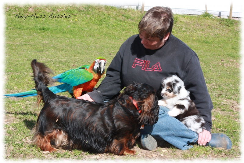 Mini Aussie Welpen auf dem Bauernhof