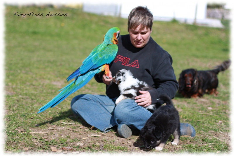 Mini Aussie Welpen auf dem Bauernhof