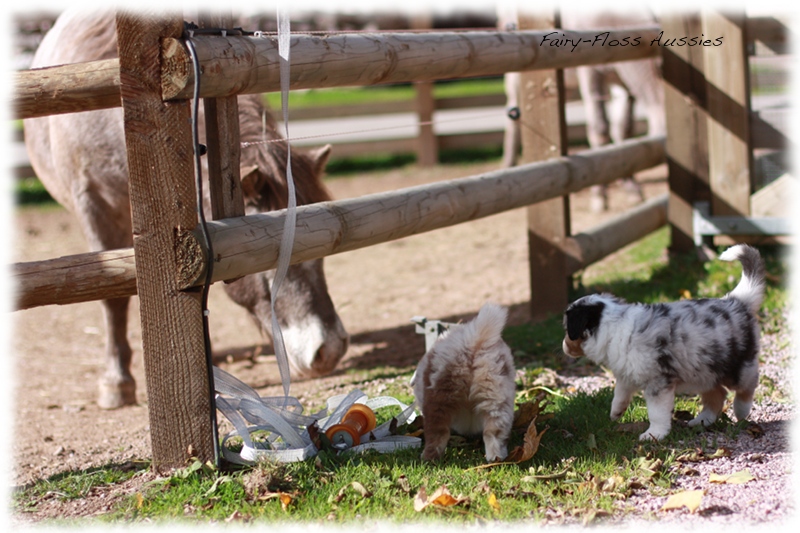 Mini Aussie Welpen auf dem Bauernhof