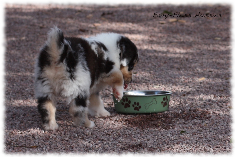 Mini Aussie Welpen auf dem Bauernhof