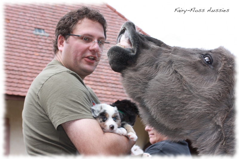 Mini Aussie Welpen auf dem Bauernhof