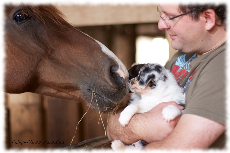 Mini Aussie Welpen auf dem Bauernhof