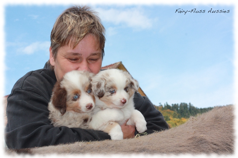 Mini Aussie Welpen auf dem Bauernhof