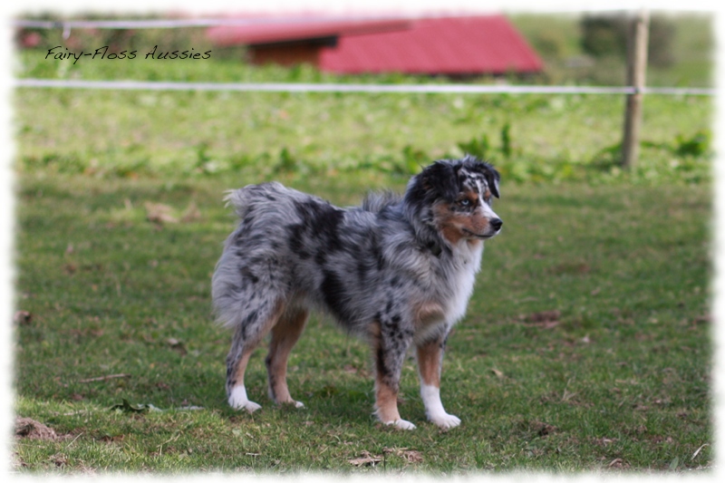 Mini Aussie Welpen auf dem Bauernhof