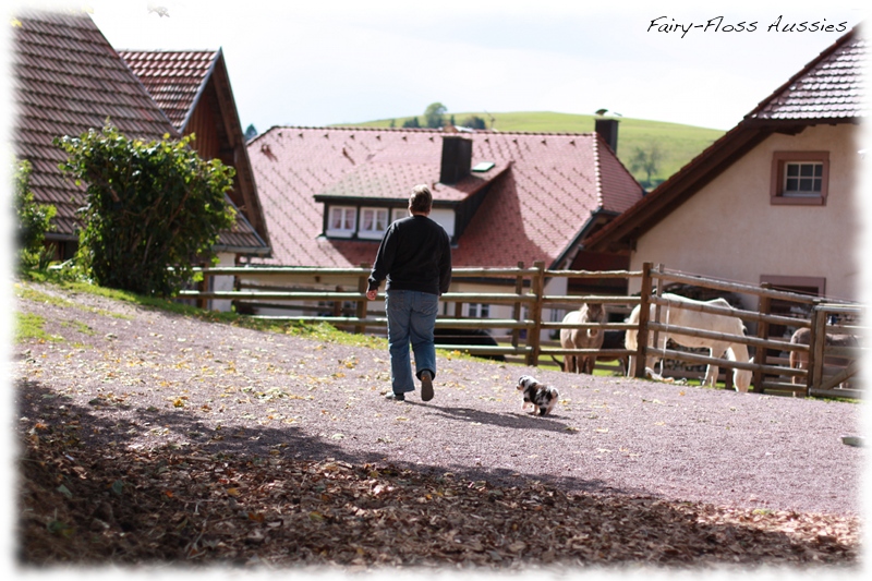 Mini Aussie Welpen auf dem Bauernhof