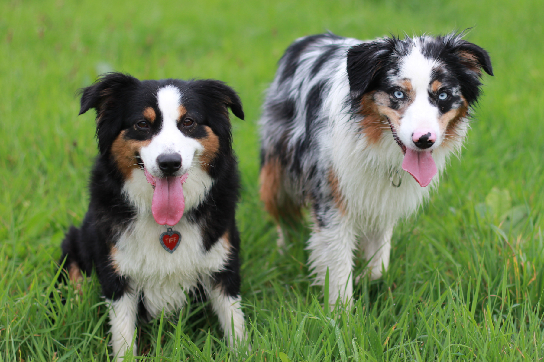 Gesunde Miniature American / Australian Shepherd Welpen Mini Aussie Welpen - Mini Aussie Züchter - Gesunde Mini Aussies