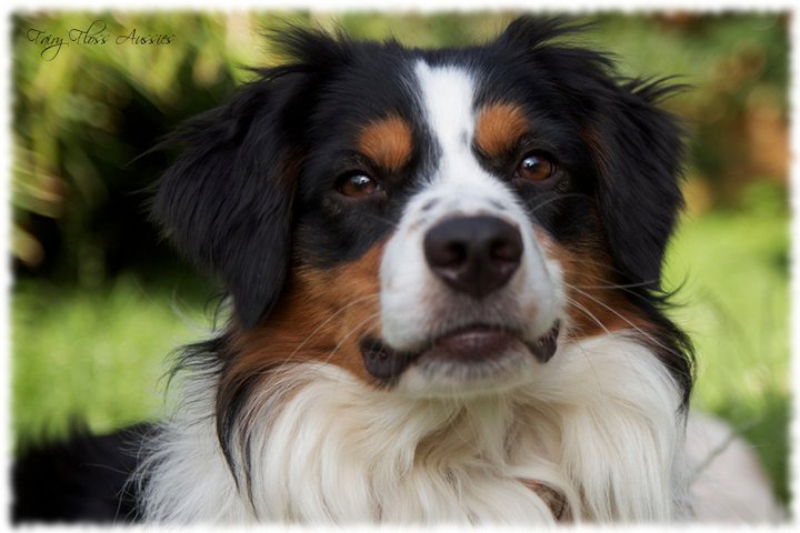 black tri Miniature Australian Shepherd Zuchtrüde Black Tri Mini Aussie Rüde
