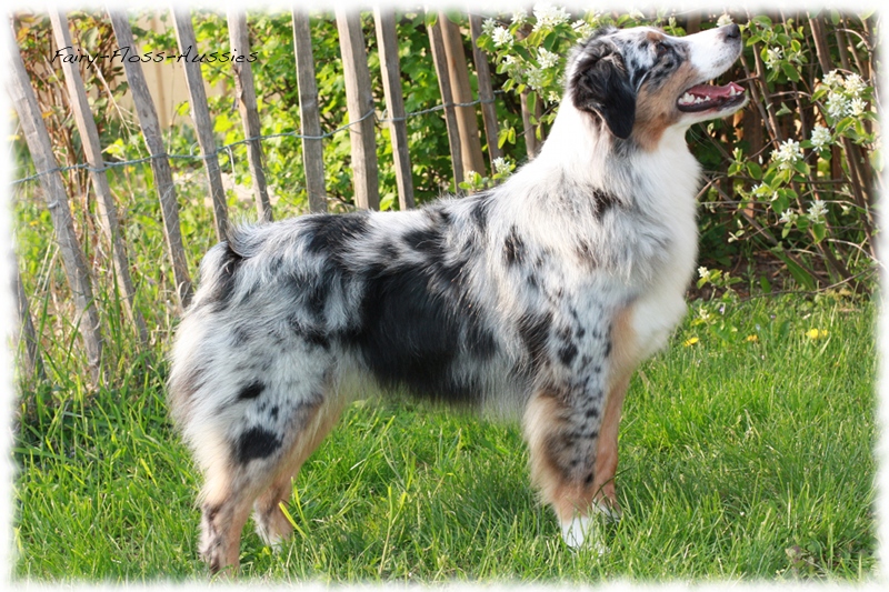 Mini Aussie Bilder