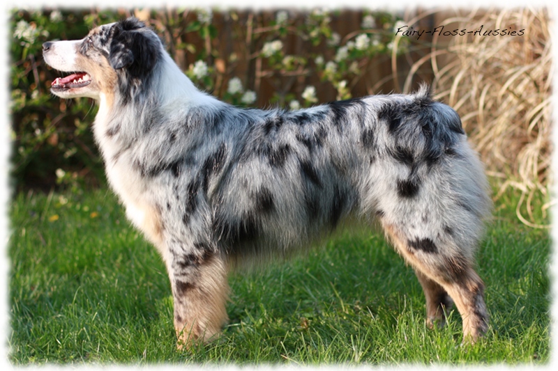 Blue Merle Mini Aussie Hündin