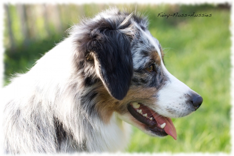 Celebrity Ward's Hitting the Slope of Fairy Floss Blue Merle Mini Aussie Hündin