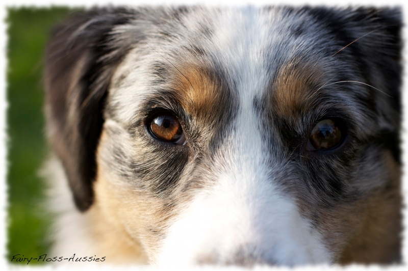 blue merle mini aussie