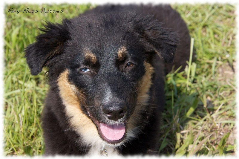 Mini Aussie Bilder