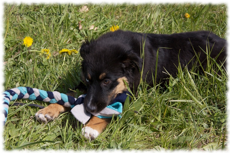 Mini Aussie Bilder