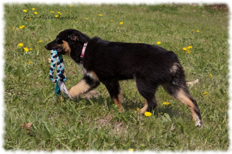 Mini Aussie Bilder