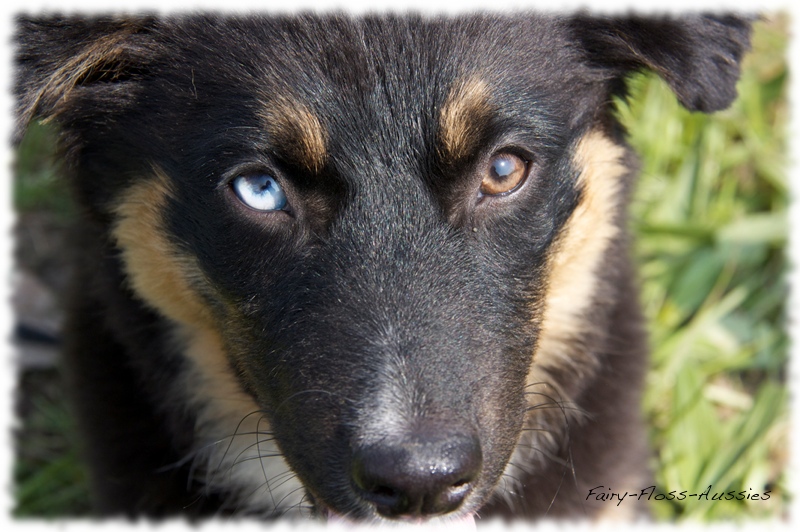 Mini Aussie Bilder