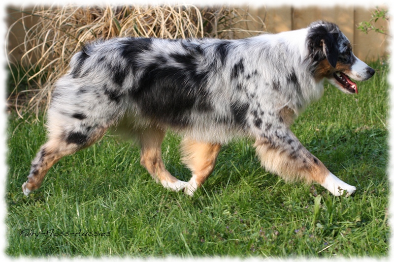 Blue Merle Mini Aussie Hündin