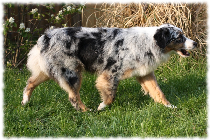 Celebrity Ward's Hitting the Slope of Fairy Floss Blue Merle Mini Aussie Hündin