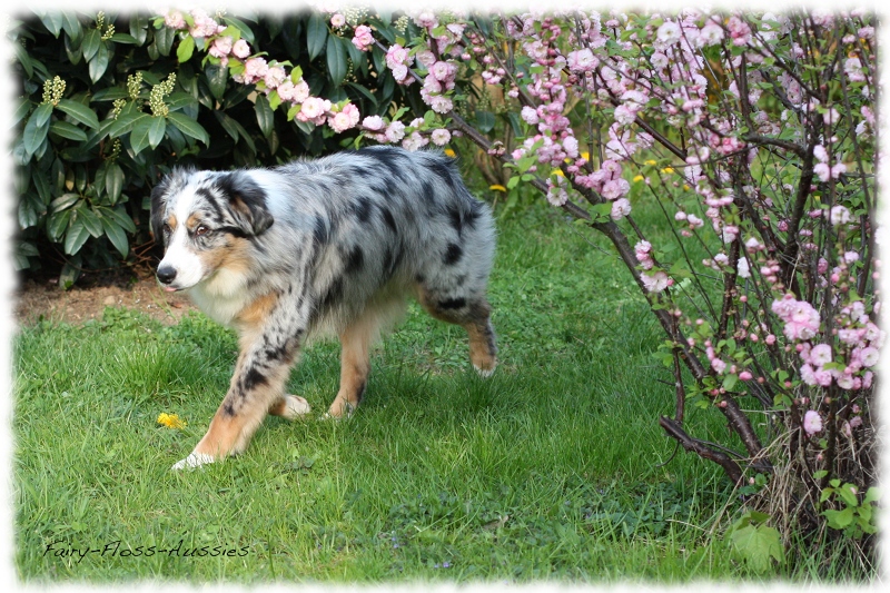 Mini Aussie Bilder